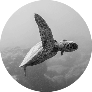 Ein Schwarz-Weiß-Foto einer Meeresschildkröte.